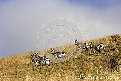 Five Zebra Stock Photo