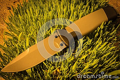 Fixed knife on grass. Warm teperature. Stock Photo