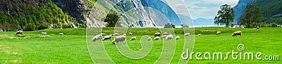 Fjord Valley with Sheeps Stock Photo