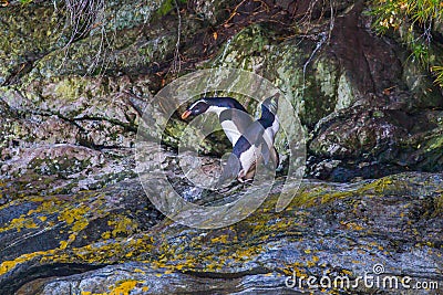 Fjordland Penguin Stock Photo