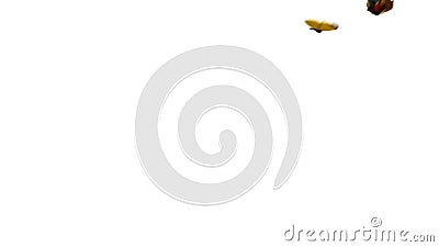 Fjärilar gulnar Eurema Brenda, och påfågeln flyger Playfully på en grön bakgrund Tv? h?rliga animeringar 3d 4K ultra royaltyfri illustrationer Fjärilar gulnar Eurema Brenda, och påfågeln flyger Playfully på en grön bakgrund Tv? h?rliga animeringar 3d 4K ultra royaltyfri illustrationer