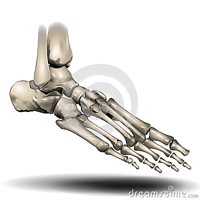 Toe Skeleton - Human Anatomy - Healthcare - Science Stock Photo