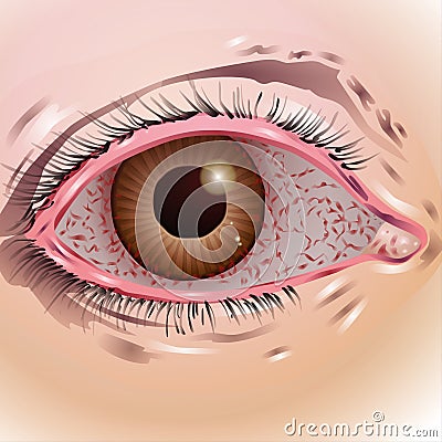 Beautiful Eyes, Organs, Brain, Focus, Vision Stock Photo