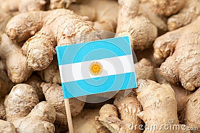 Flag of Indonesia on ginger. Growing ginger, agriculture concept Stock Photo