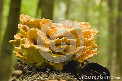 Flagship huge, Meripilus giganteus Stock Photo