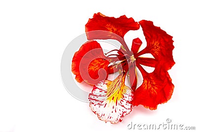 Flam-boyant, The Flame Tree, Royal Poinciana isolated on white b Stock Photo