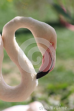 Flamand rose en gros plan Stock Photo