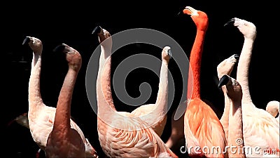 Flamants roses en parc Flamants roses en parc