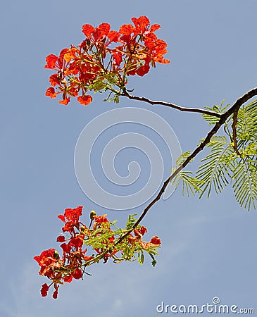 Flamboyant blooming at the summetime in Haiphong Stock Photo