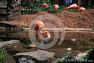Flamboyant colors of flamingo feeding in the sun Stock Photo
