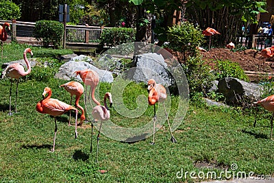 Flamboyant colors of flamingo feeding in the sun Stock Photo