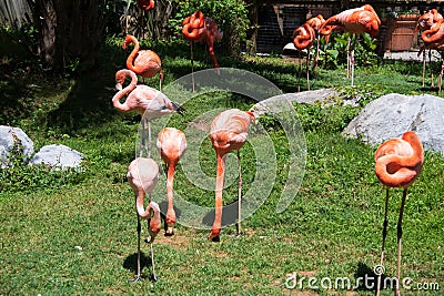 Flamboyant colors of flamingo feeding in the sun Stock Photo