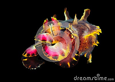 Flamboyant Cuttlefish Stock Photo