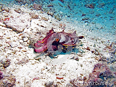 Flamboyant Cuttlefish Stock Photo
