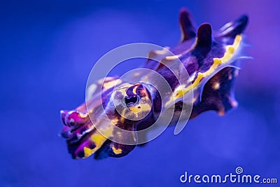 Flamboyant Cuttlefish swimming Stock Photo
