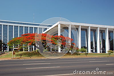 Flamboyant - delonix regia Stock Photo