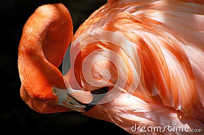 elegant preening flamingo Stock Photo