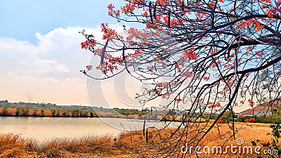 Flamboyant flowers by the lake Stock Photo