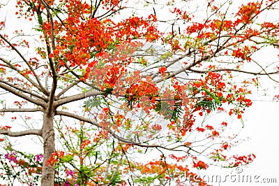 Flamboyant flowers tree with bright background Stock Photo