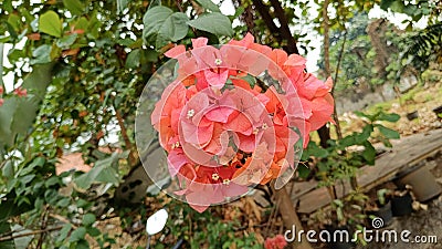 flamboyant flowers in an unkempt garden Stock Photo