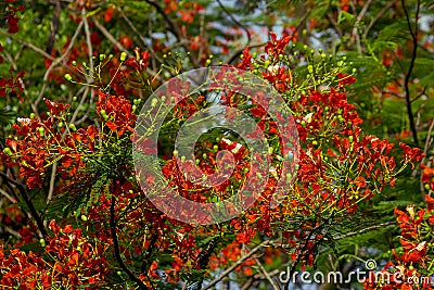 Flamboyant has five petals Red to orange Stock Photo