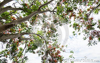 Flamboyant summer flower blooming in the summer Stock Photo