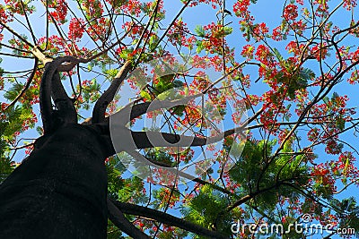 Flamboyant tree with wonderful branch blooming red vibrant phoenix flower on blue sky background Stock Photo