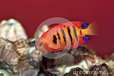 The Flame Angel Fish. Stock Photo