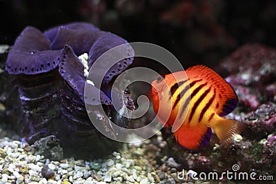 Flame angelfish Stock Photo