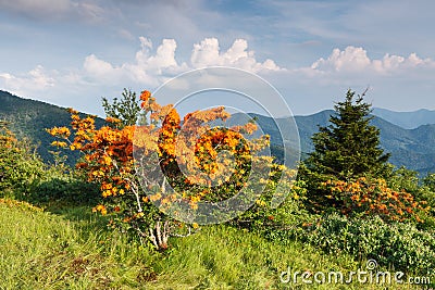 Flame Azaleas Appalachian Mountains North Carolina Stock Photo