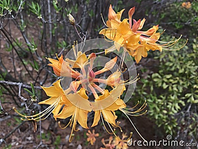 Flame azalea (Rhododendron calendulaceum) Stock Photo