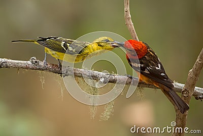 Flame-colored Tanager Stock Photo