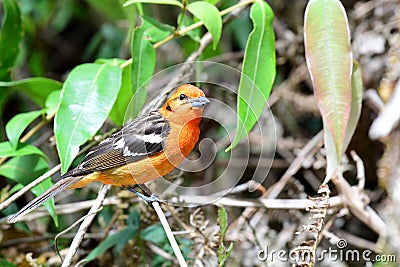 Flame-colored Tanager Piranga bidentata on a tree branch Stock Photo