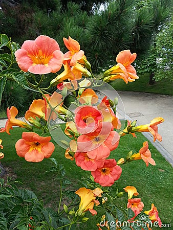 Flame-coloured Flowers Stock Photo