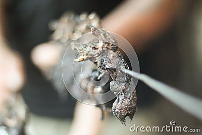 Flame grilled skewered rats in a village in Northern Thailand Stock Photo