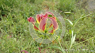 Flame Lily Stock Photo