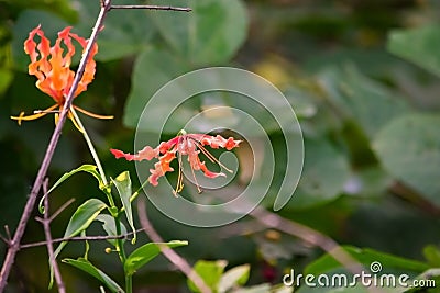 Flame lily climbing lily creeping lily glory lily Gloriosa superba flowers Stock Photo