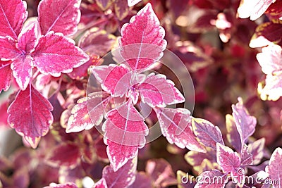 Flame nettle leaf with red and white Stock Photo