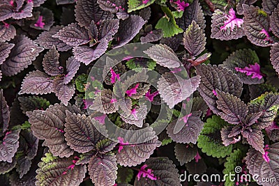 Flame nettle leaves Stock Photo