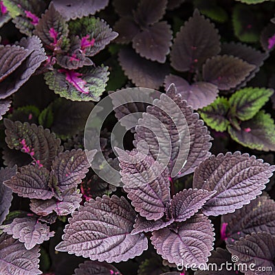 Flame nettle leaves Stock Photo