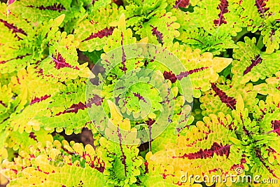 Flame nettle plant Stock Photo