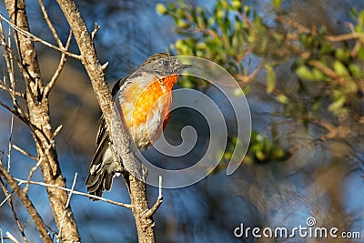 Flame Robin - Petroica phoenicea - australian brightly red small song bird, Tasmania, southern and eastern Australia Stock Photo