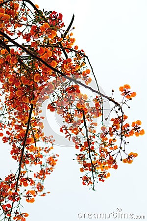 Flame tree Stock Photo