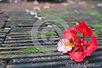 The Flame Tree flower,Royal Poinciana with moss Stock Photo