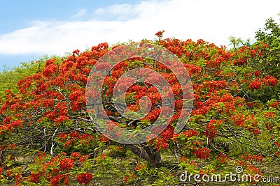 Flame Tree Stock Photo