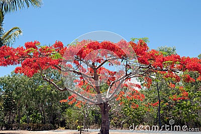Flame tree with fiery red blooms in Airlie Beach, Australia Stock Photo