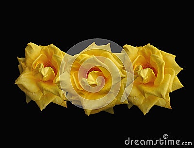 Flame yellow roses Stock Photo