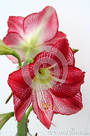Flamenco amaryllis blooms on tall stalk Stock Photo