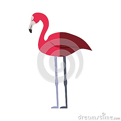 Flamenco exotic bird icon Vector Illustration