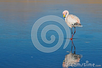 Flamencos in Sur Lipez, Bolivia Stock Photo